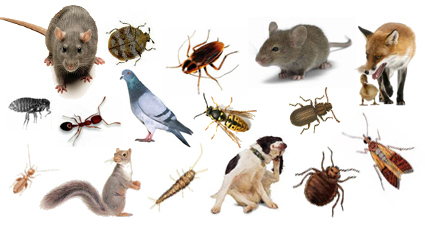 شركة مكافحة حشرات بالدمام : الاعلان للايجار | نور المملكة